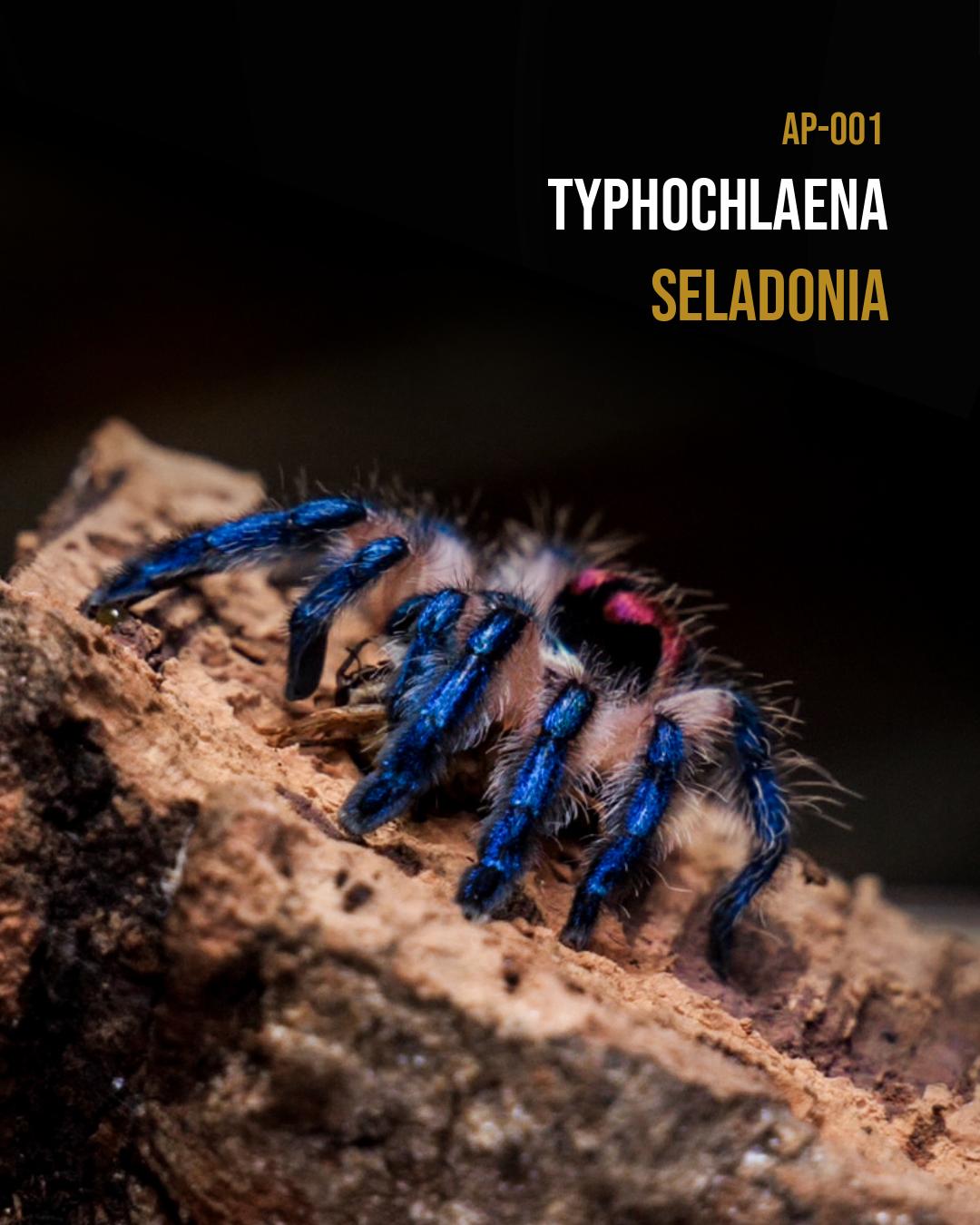 Typhochlaena seladonia
